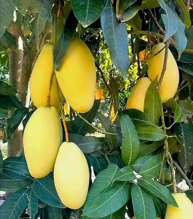 柬埔寨芒果直接出口中国万事俱备
