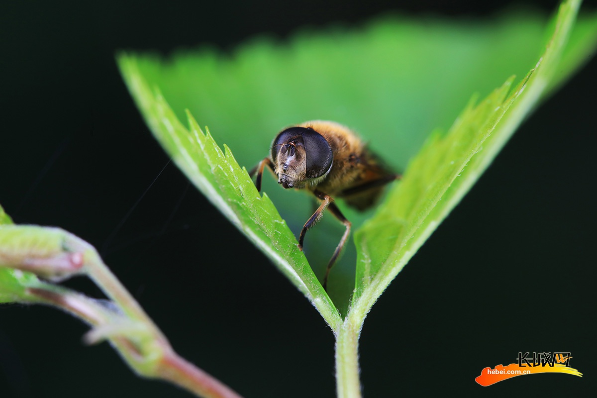 大灰食蚜蝇图片