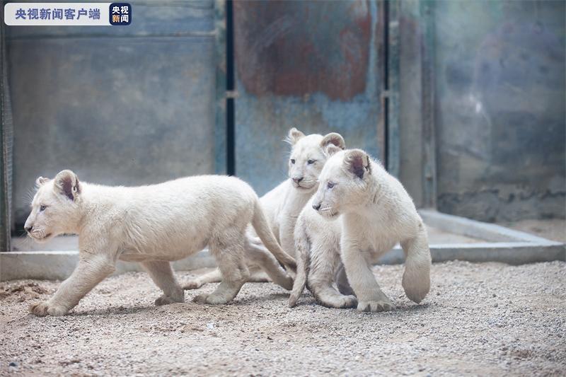 郑州市动物园里新生的小白狮马上就要满百天啦！