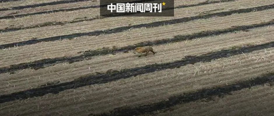 蜈蚣就这么瞬间被河豚吃了