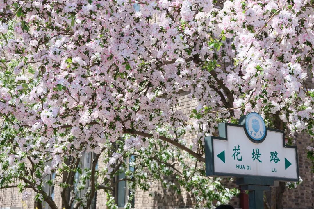 来了来了再逢天大海棠季快来看这些精彩瞬间