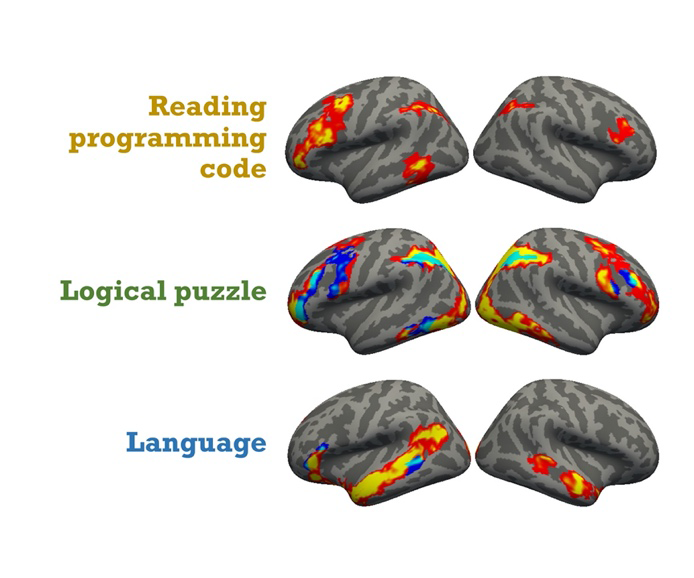 看代码和逻辑推理、组织语言相比人类大脑的激活区域。（图片来自约翰霍普金斯大学）