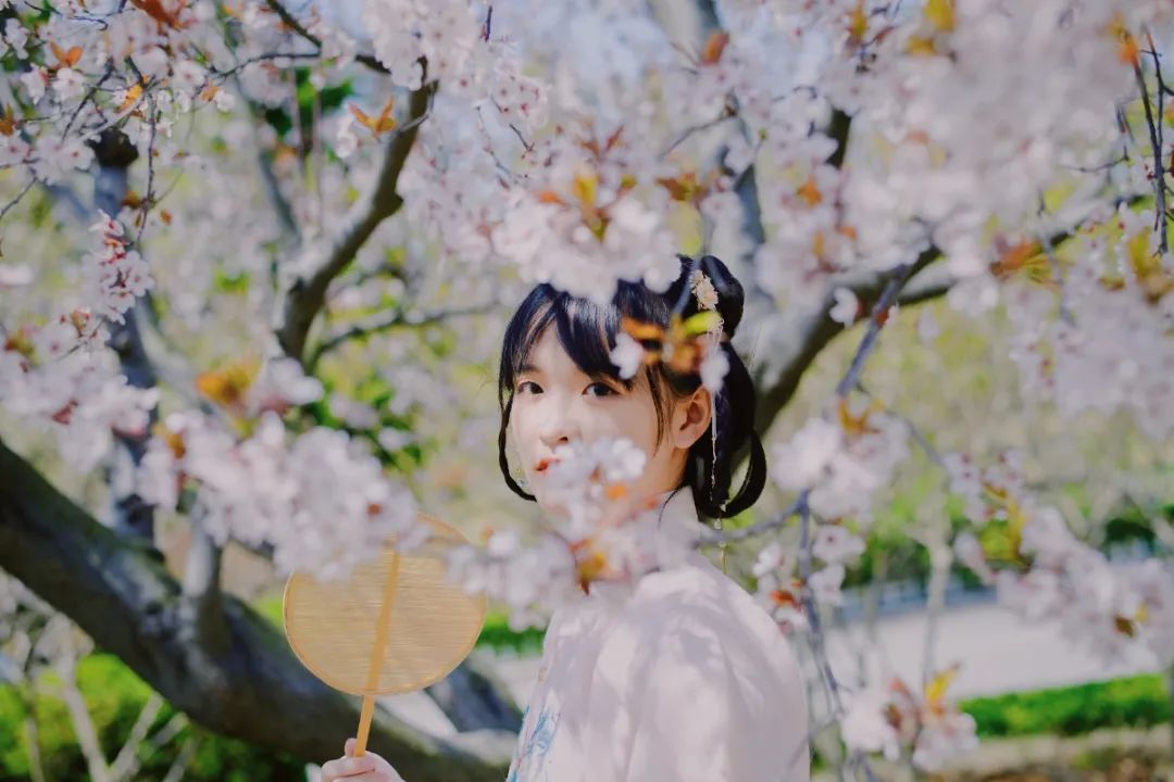 各美其美,美美与共!当青大樱花邂逅汉服古风
