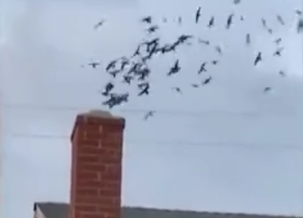 1500只鸟“霸占”居民家 网友：哈里波特在里面施展魔法