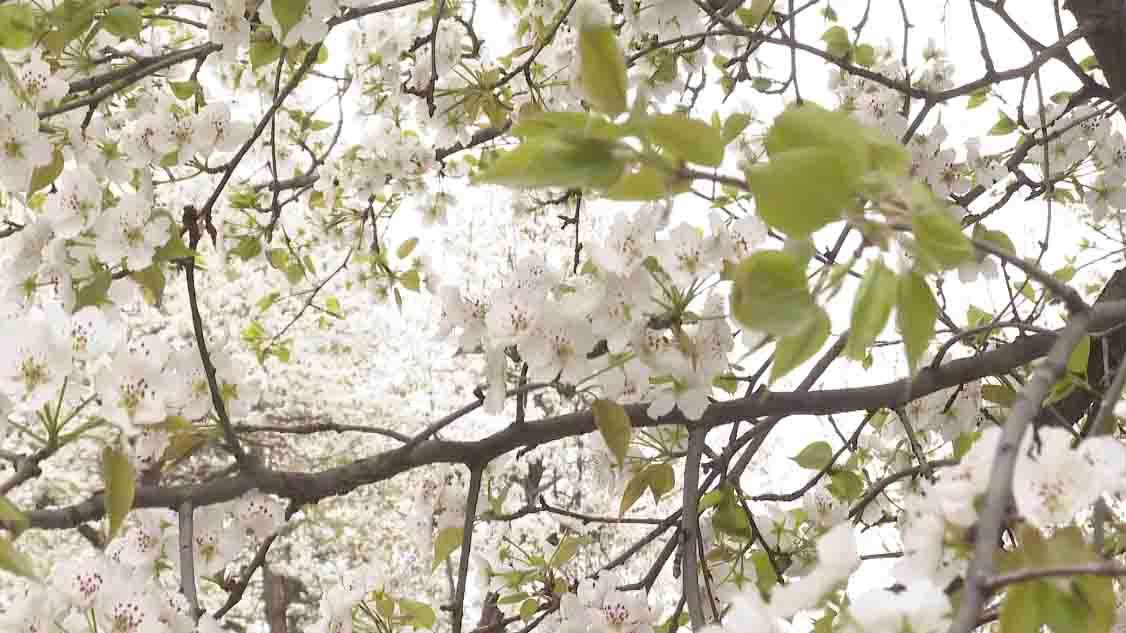 宁夏中卫举办第十五届黄河梨花节 赏花游客达20000名