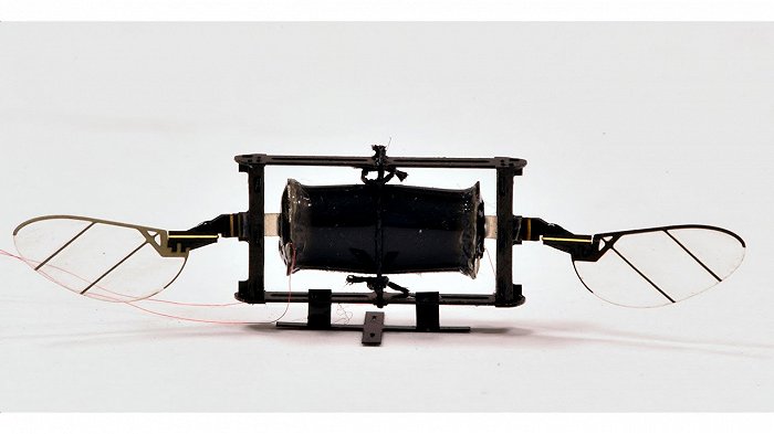 昆虫无人机。图片来源：MIT