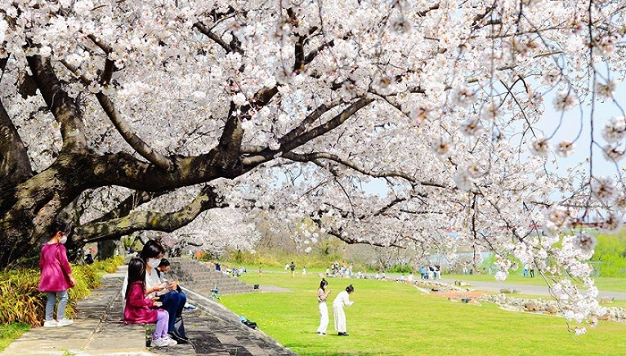 1200年来最早：气候变暖致日本樱花提前进入全盛