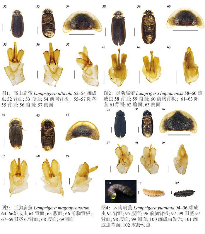 云南发现萤火虫3个新种、4个中国新纪录种