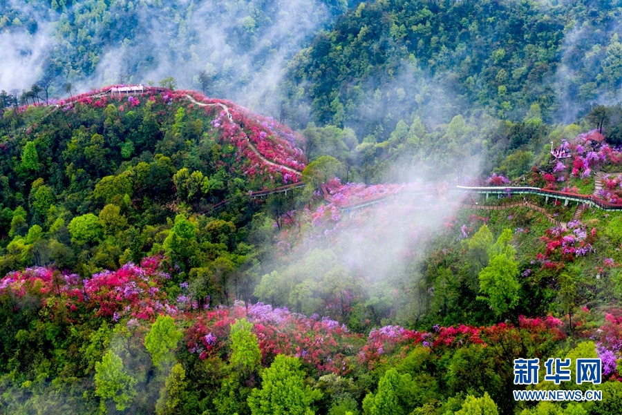 飞阅中国云深谷幽映山红姹紫嫣红满目春