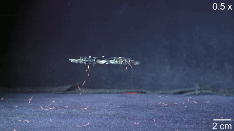 昆虫无人机。图片来源：MIT