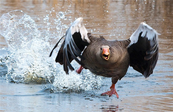 鹅的战斗力到底有多高大鹅动物园追咬两只老虎