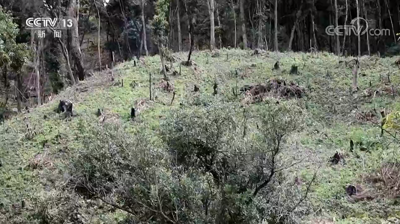 焦点访谈丨“谁破坏谁修复”！整治毁林种茶 守住绿水青山