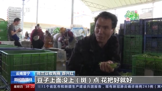 荷兰豆变身增收“黄金豆” 一年收三季年产上万吨