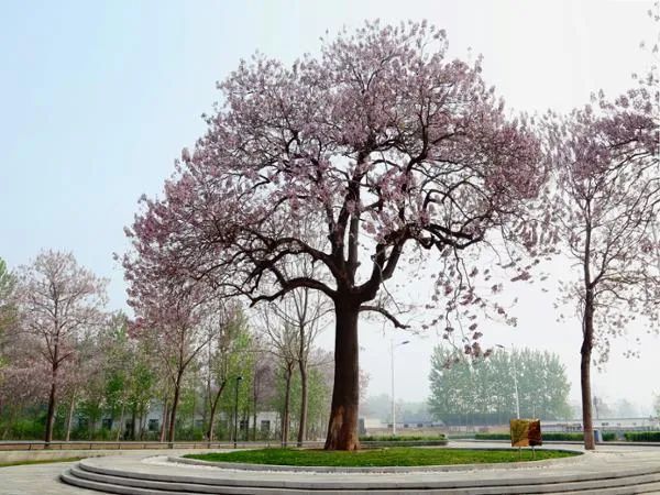 兰考焦桐,图源网络