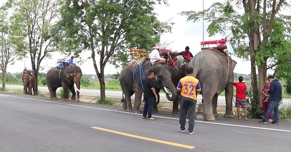 因“失业”徒步返乡的泰国大象终获救助 它们坐车回家啦！