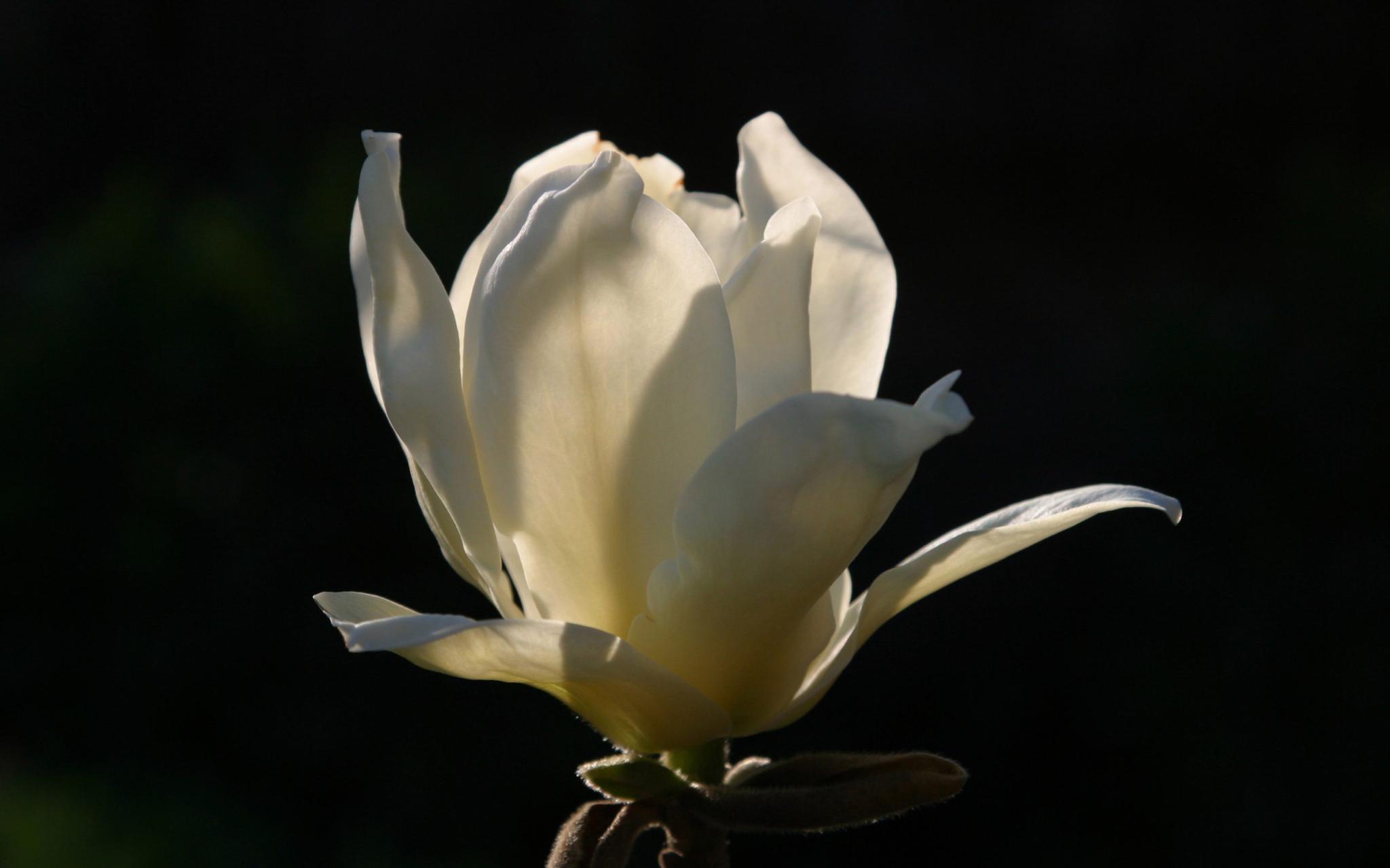 macosxleopard的部分桌面壁纸是乔布斯在2007年亲手拍摄的