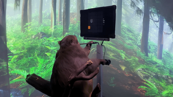 猴子脑控玩电子游戏，马斯克的Neuralink又搞「大」动作