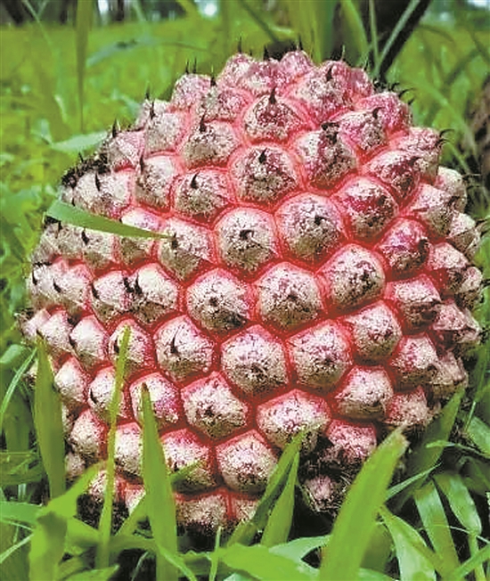 果实像菠萝的露兜树