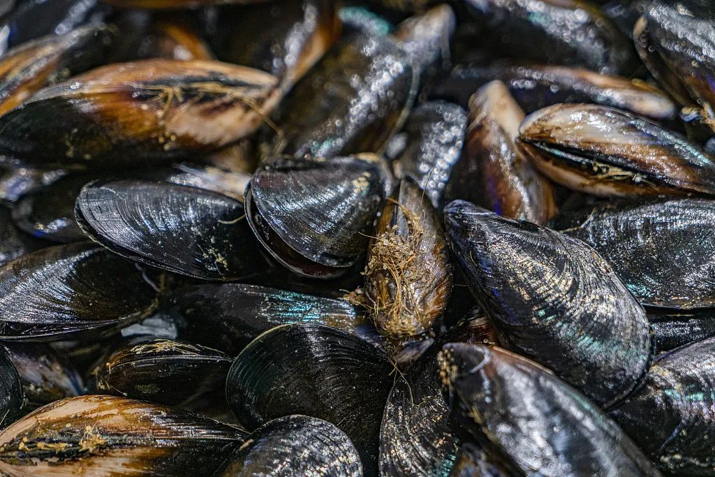 海虹的麻痹性贝类毒素是由于海虹摄食有毒藻类在体内蓄积毒素造成的