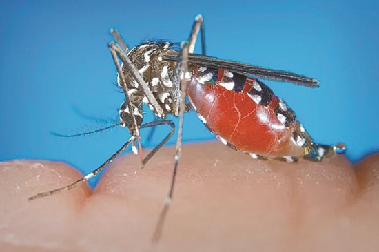 10亿只转基因蚊子正放飞美国