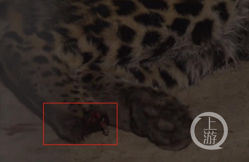 ▲5月8日媒体公布第二只小豹子画面显示，其右后掌有明显伤痕。图片来源/视频截图
