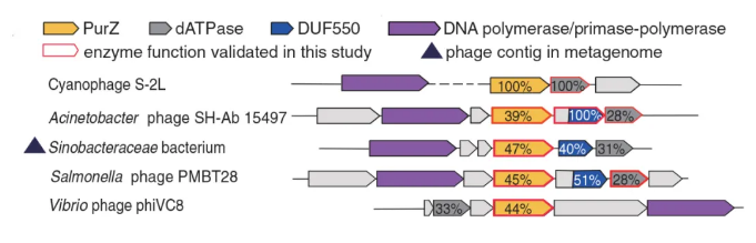 和Z碱基合成相关的酶基因在多种噬菌体基因组中的分布（图片来源于论文）