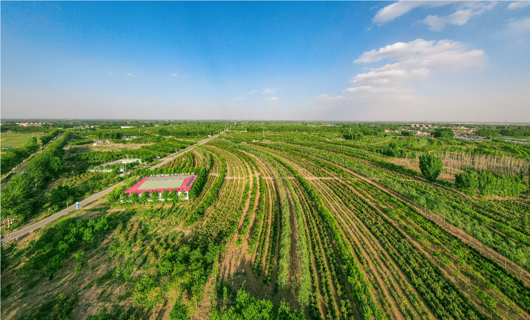 雄安千年秀林邀你共建