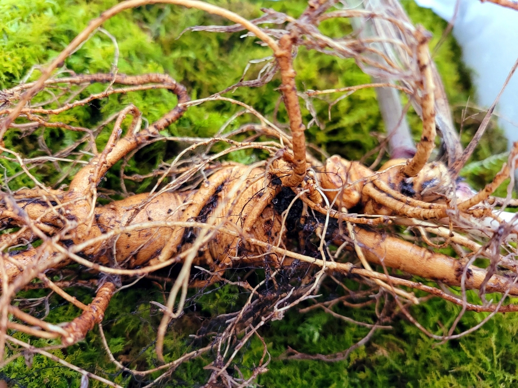 韩国大妈山上挖出百年野人参个头大估价9000万韩元