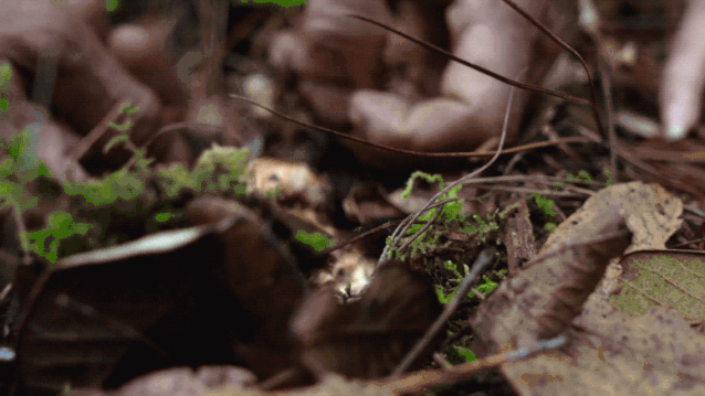 松茸带着森林泥土的自然气息