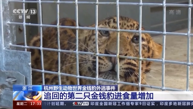 杭州野生动物世界追回的第二只金钱豹右后肢有外伤 进食量增加