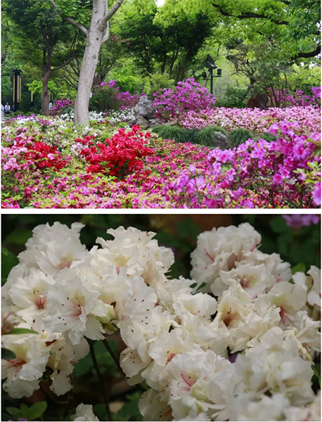 普陀人杜鹃绽放红街头快约上小伙伴一起走花路吧