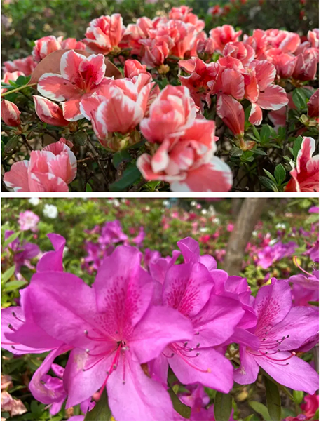 普陀人杜鹃绽放红街头快约上小伙伴一起走花路吧