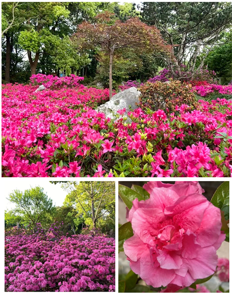 普陀人杜鹃绽放红街头快约上小伙伴一起走花路吧