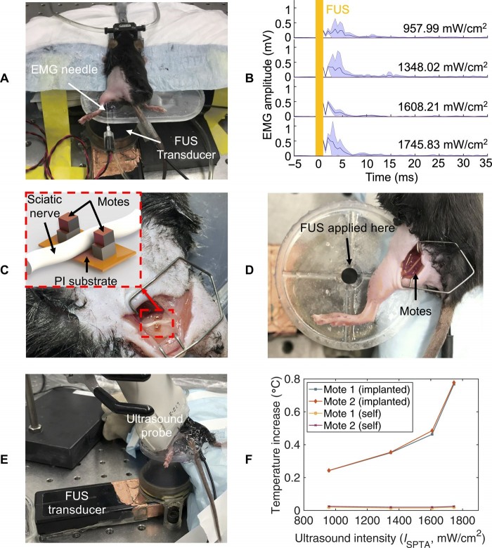 研究配图-4：在FUS刺激期间的坐骨神经温度监测