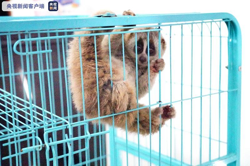 快！给！它！食！物！吃！民警救助“超萌神兽”小蜂猴