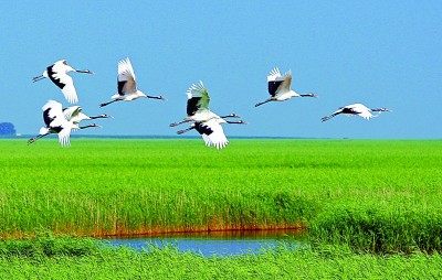     黑龙江省齐齐哈尔扎龙湿地。郭俊峰摄/光明图片