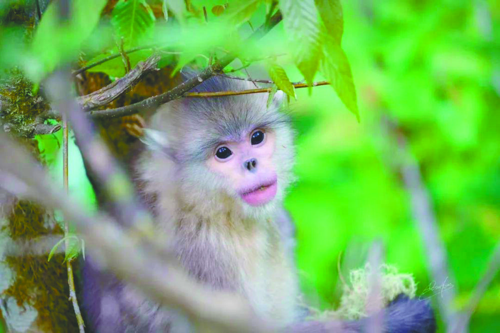滇金丝猴数量图片