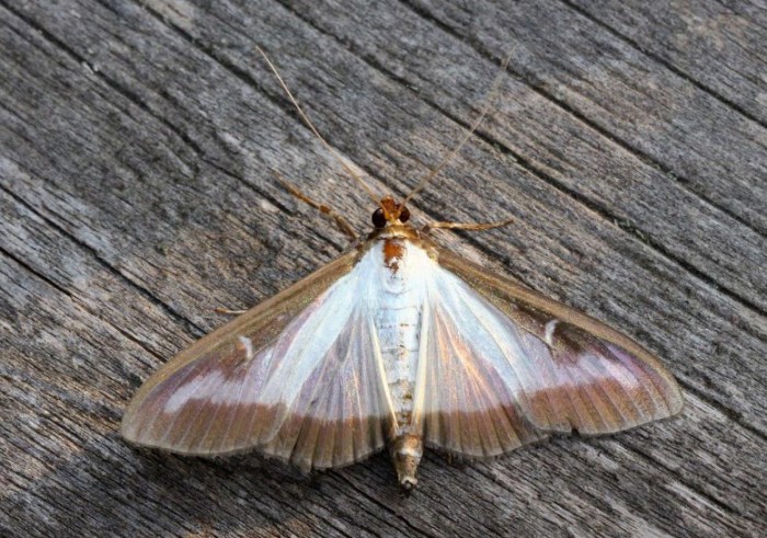 图为箱形树蛾，原产于东亚，现在在欧洲各地发现