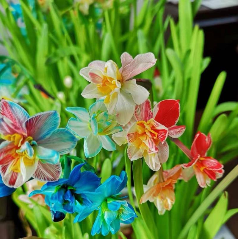 奉贤师生培育五彩水仙花亮相花博会已申请发明专利反季开花盛花期达50