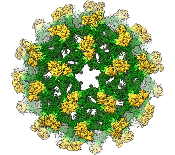 科学家改写蚊媒病毒起源：或能帮助设计出更好疫苗