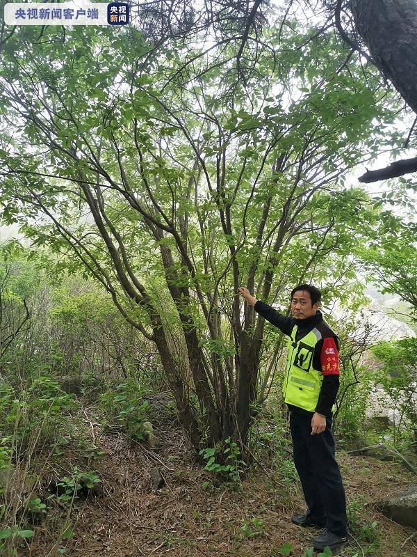 泰山发现野生黄精群落及近危物种泰山柳