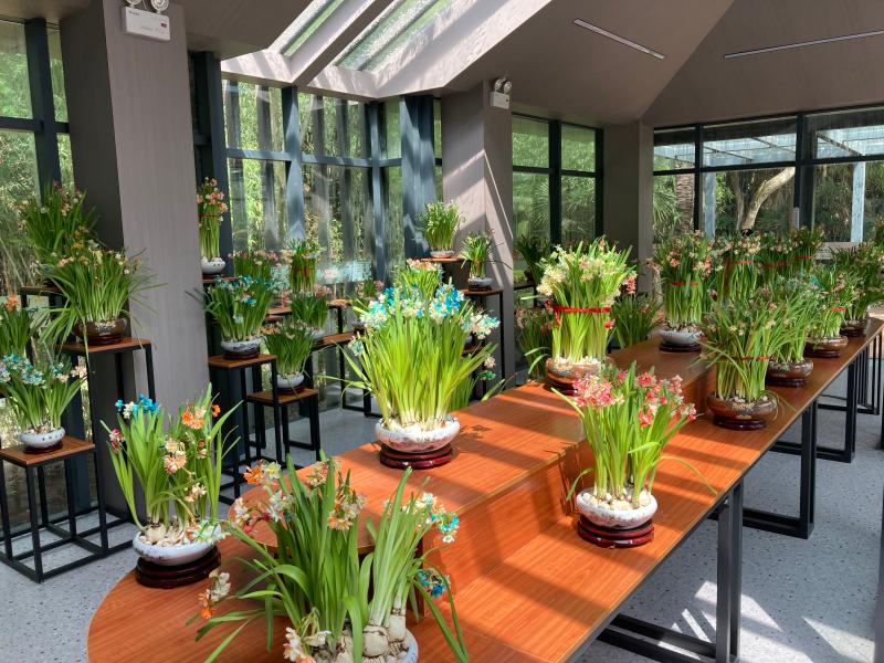 奉贤师生培育五彩水仙花亮相花博会 已申请发明专利 反季开花盛花期达50天 水仙 新浪财经 新浪网