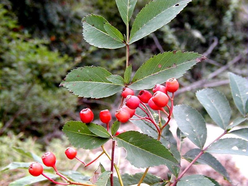 △泰山花楸（资料图）