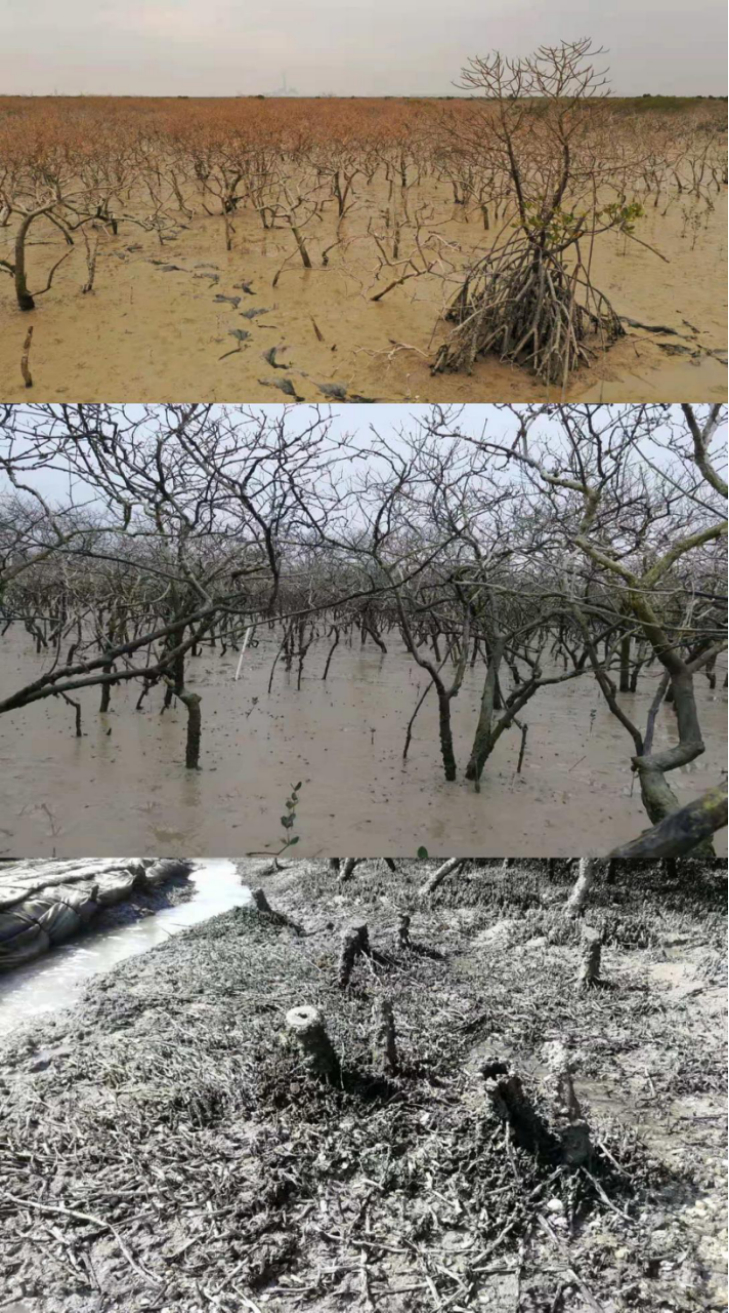 中央生态环保督察组:北部湾港务集团违规施工,破坏红树林|防城港市