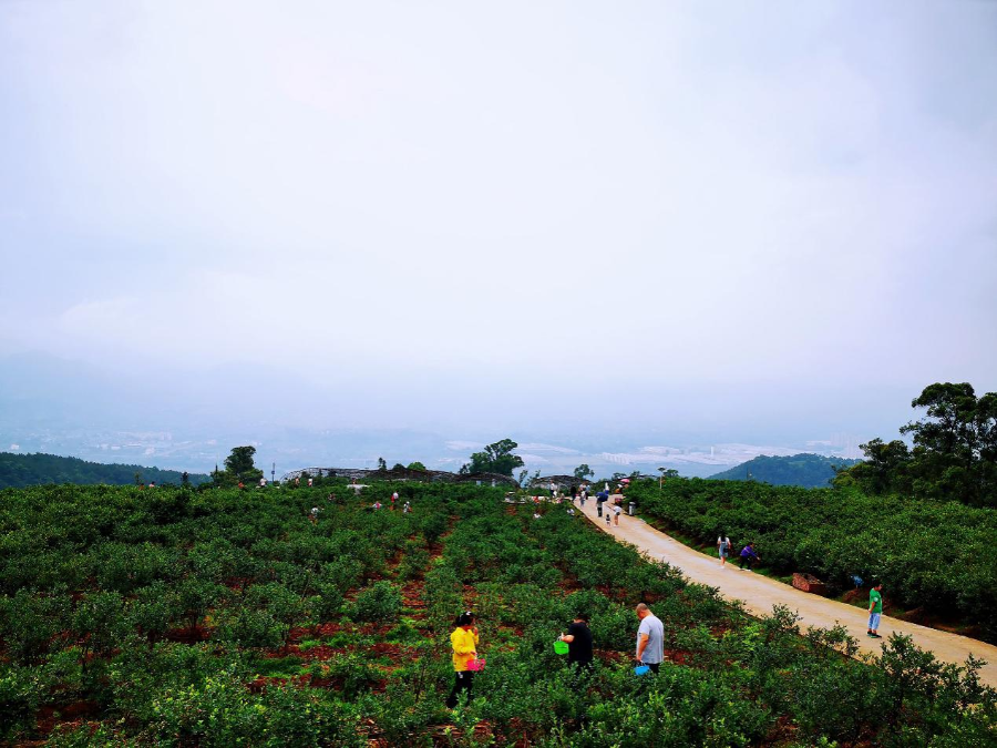 重庆市合川区清平镇草莓基地吸引众多游客前来观光游玩