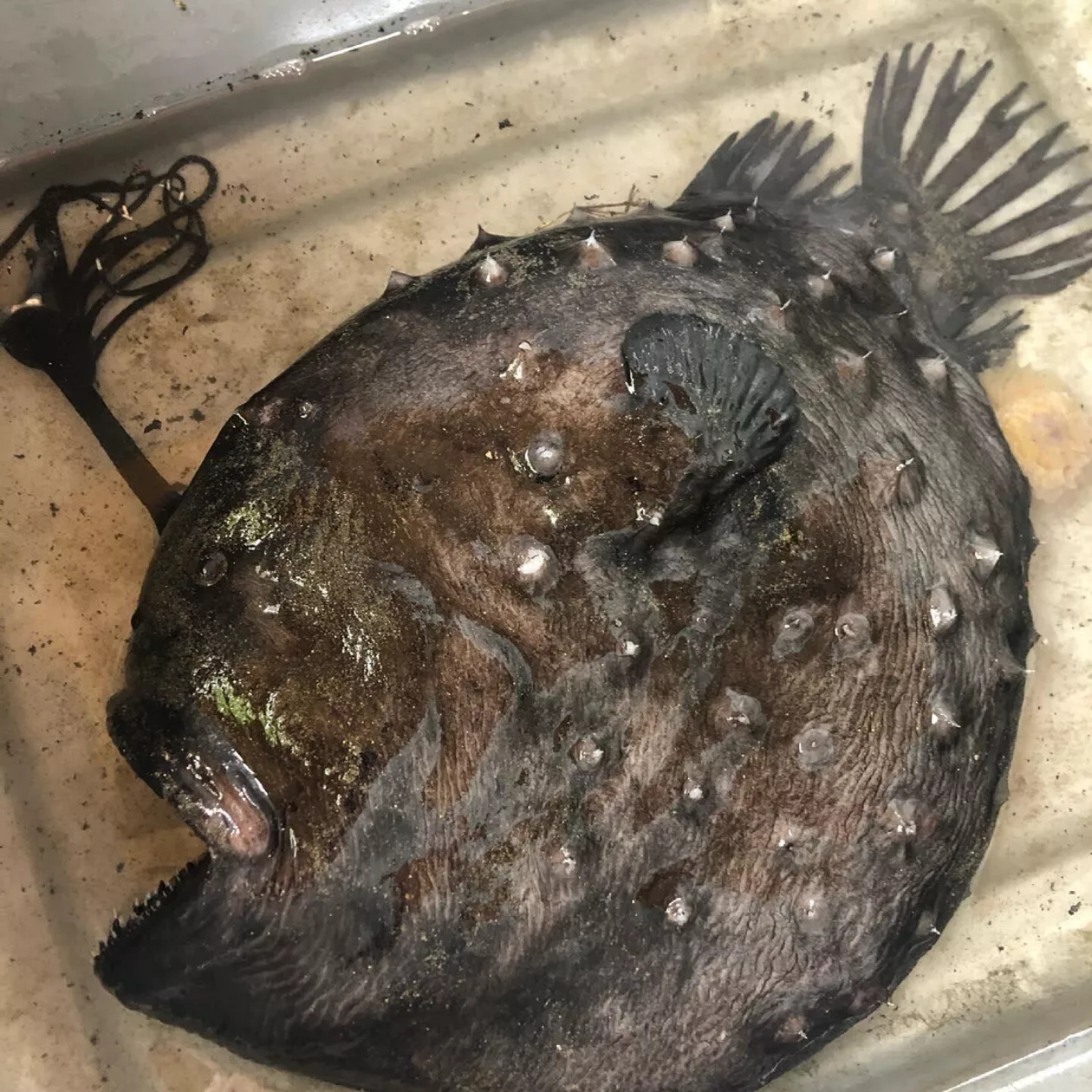 “尖尖玻璃碎片”牙齿 加州海岸惊险一条死亡鮟鱇鱼