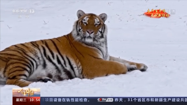 今日中国·黑龙江丨棒打狍子瓢舀鱼 神奇动物就在这里