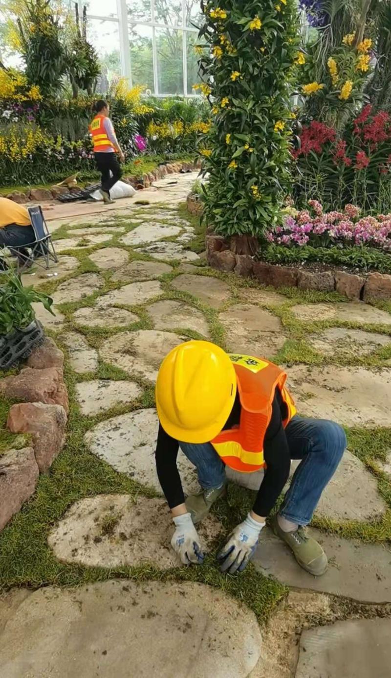 工人在对兰园温室地面嵌缝