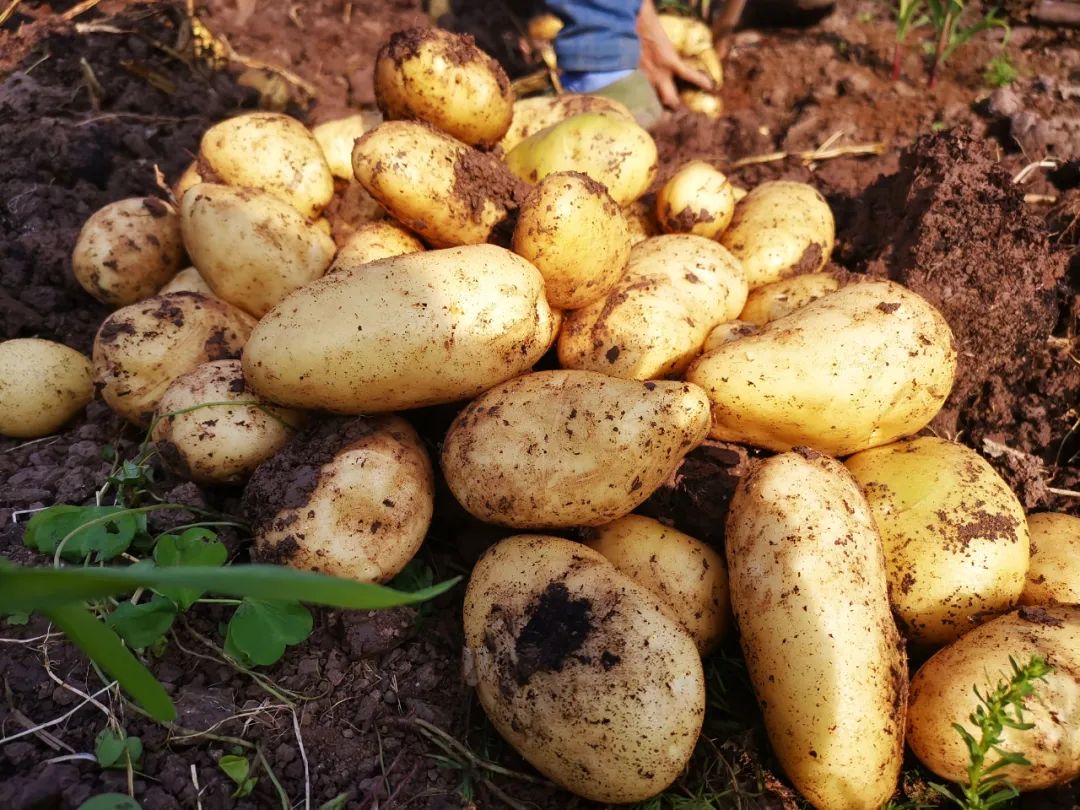 本次分享的劳动成果是我校薯类作物研究所自育的优质马铃薯品种