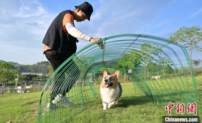 资料图:训犬师正在进行训练。 俞靖 摄